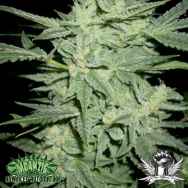 Mdanzing Seeds Blue Streak